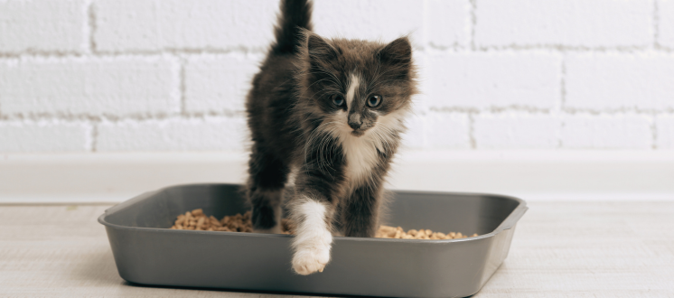 Litter Train Your Kitten: A Step-by-Step Guide